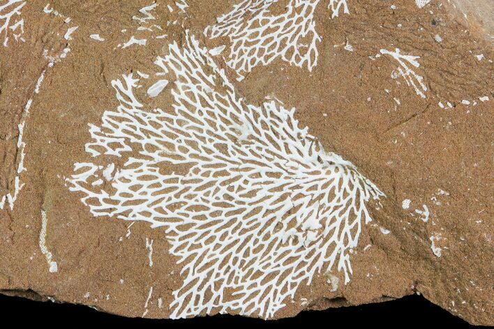 Ordovician Bryozoans (Chasmatopora) Plate - Estonia #73483